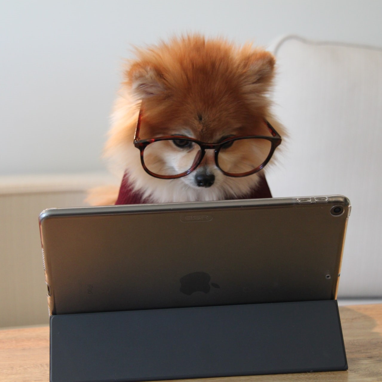 a picture of a dog at a computer